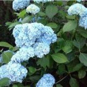 Meet your Posher, Dona